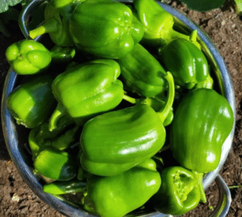 Shimla Mirch (Capsicum)