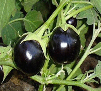 Baigan Gol (Brinjal Round)